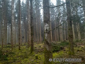 Platz 2: Waldgeister in Mengen von Inge Diesel-Voß.