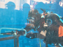 Die Feuerwehr Mengen war beim Herbsttreff