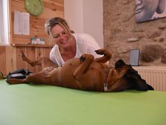 Ganzheitliche Behandlung für Tiere 