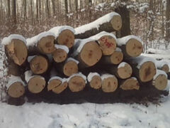 Verkauf von Brennholz lang