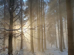 Winterzauber im Wald 