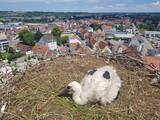 Storch auf der Martinskirche beringt