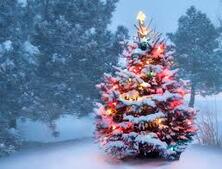 Jugendfeuerwehr sammelt Christbäume am 11.01.2020