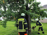 Baumbrand nach Blitzschlag